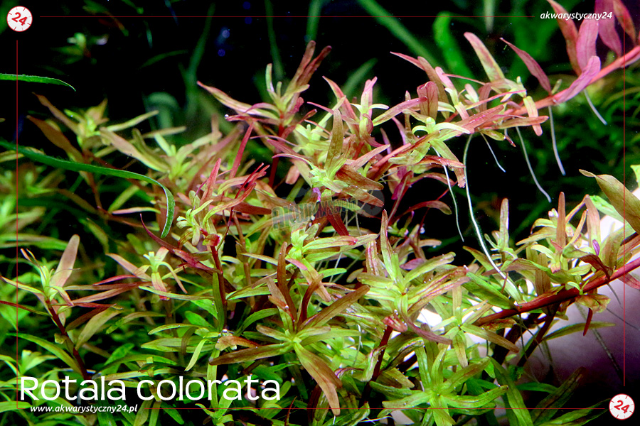ROŚLINY AKWARIOWE ROTALA COLORATA 10 sztuk