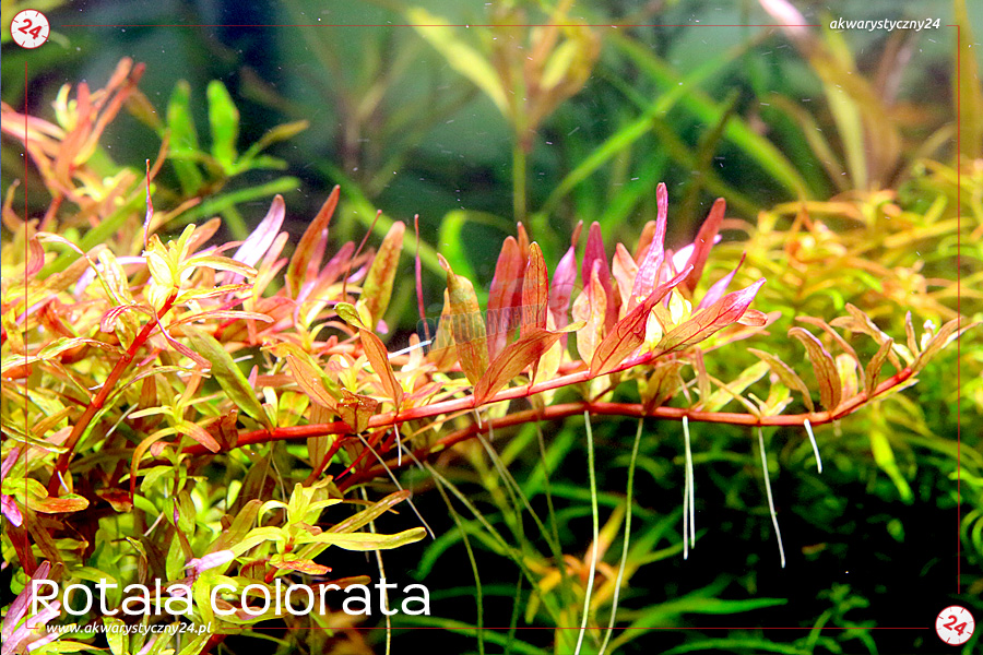 ROŚLINY AKWARIOWE ROTALA COLORATA 10 sztuk