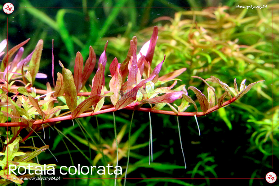 ROŚLINY AKWARIOWE ROTALA COLORATA 10 sztuk