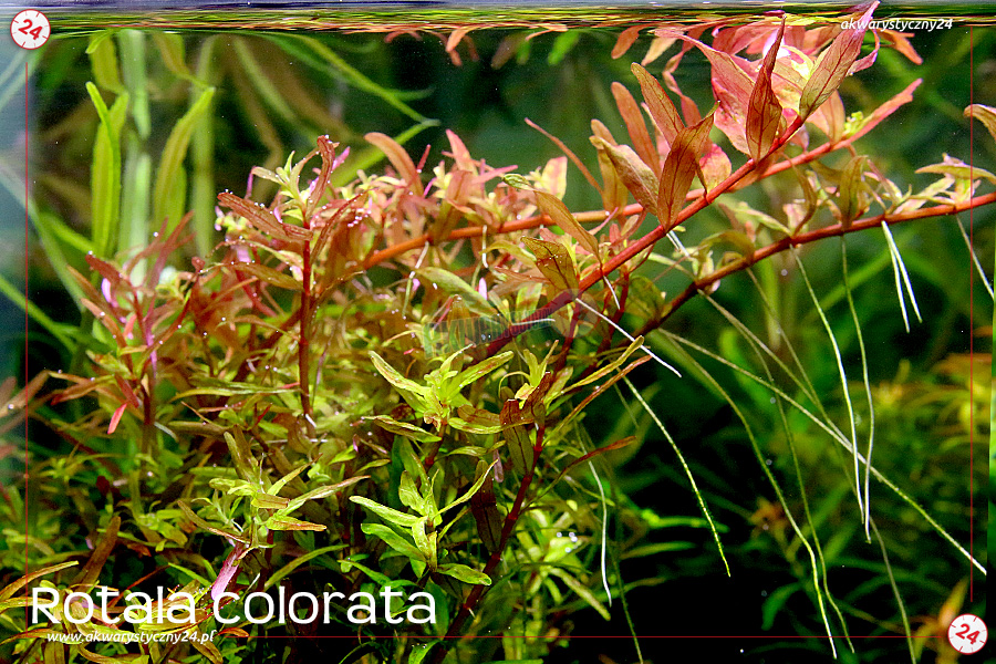 ROŚLINY AKWARIOWE ROTALA COLORATA 10 sztuk