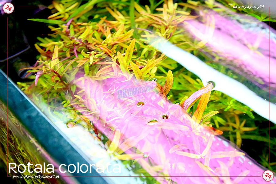 ROŚLINY AKWARIOWE ROTALA COLORATA 10 sztuk