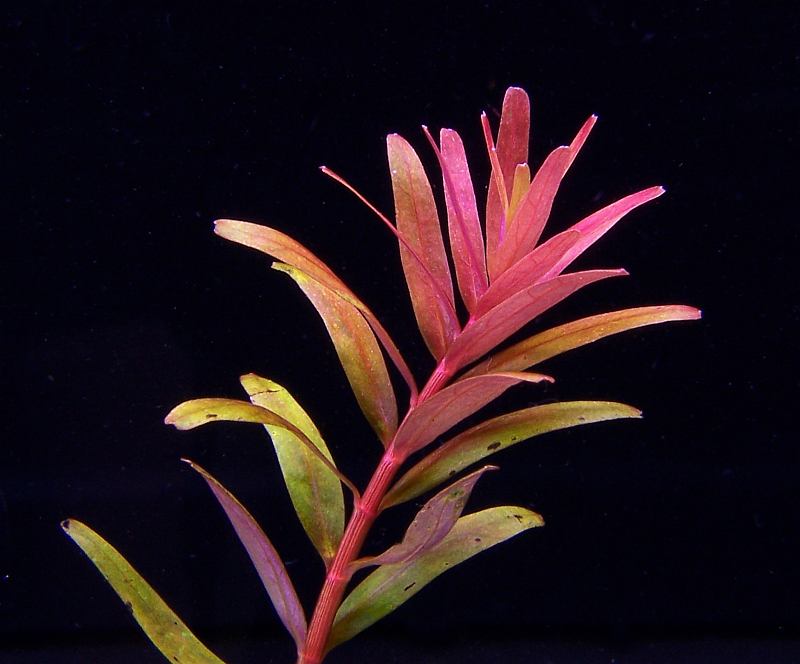 ROŚLINY AKWARIOWE ROTALA COLORATA 10 sztuk