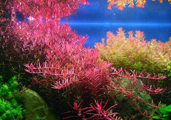 ROŚLINY AKWARIOWE ROTALA COLORATA 10 sztuk