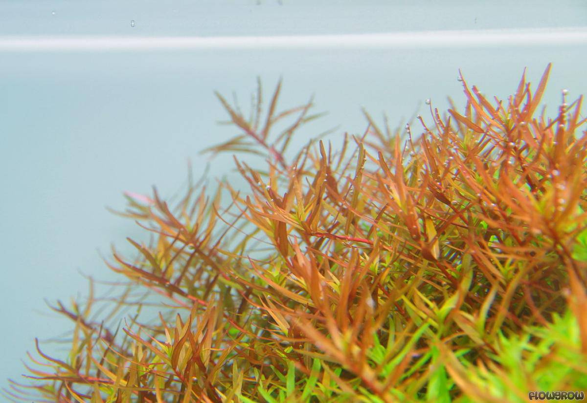 ROŚLINY AKWARIOWE ROTALA H