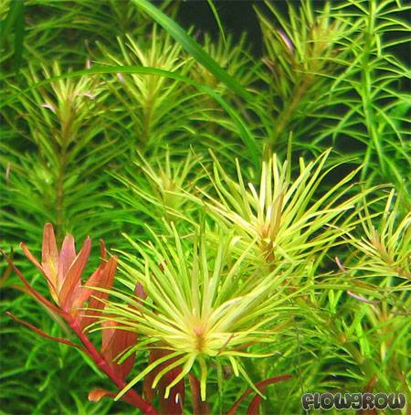 ROŚLINY AKWARIOWE ROTALA NANJENSHAN 10 sztuk