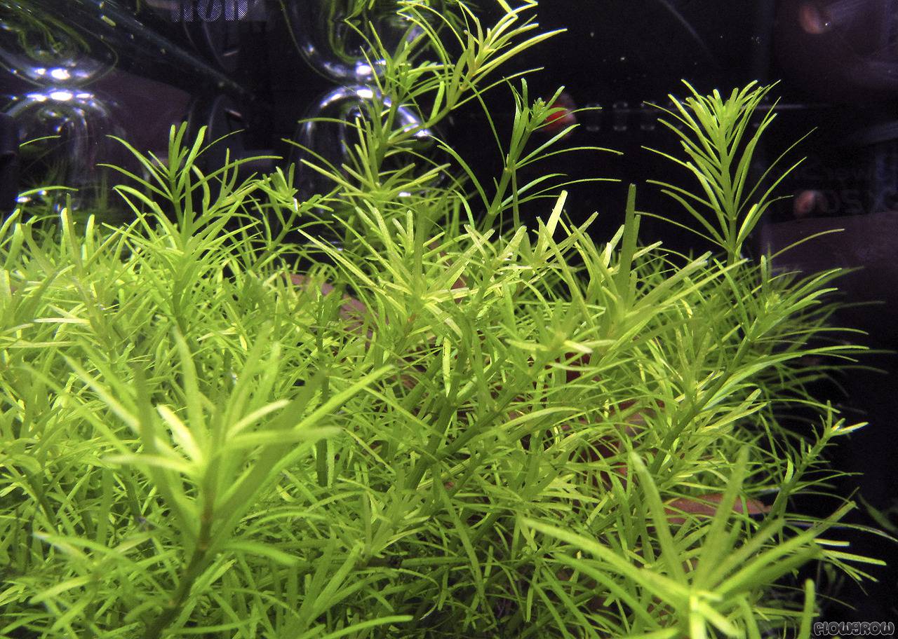 ROŚLINY AKWARIOWE ROTALA NANJENSHAN 10 sztuk