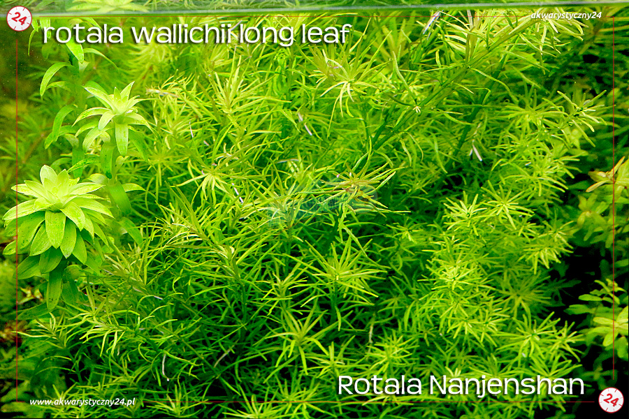 ROŚLINY AKWARIOWE ROTALA NANJENSHAN 10 sztuk