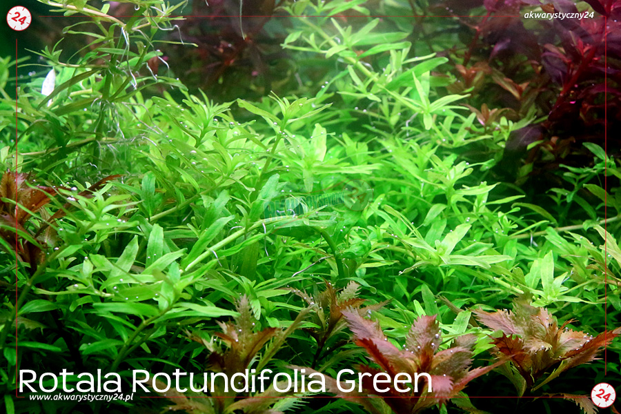 ROŚLINY AKWARIOWE ROTALA ROTUNDIFOLIA GREEN