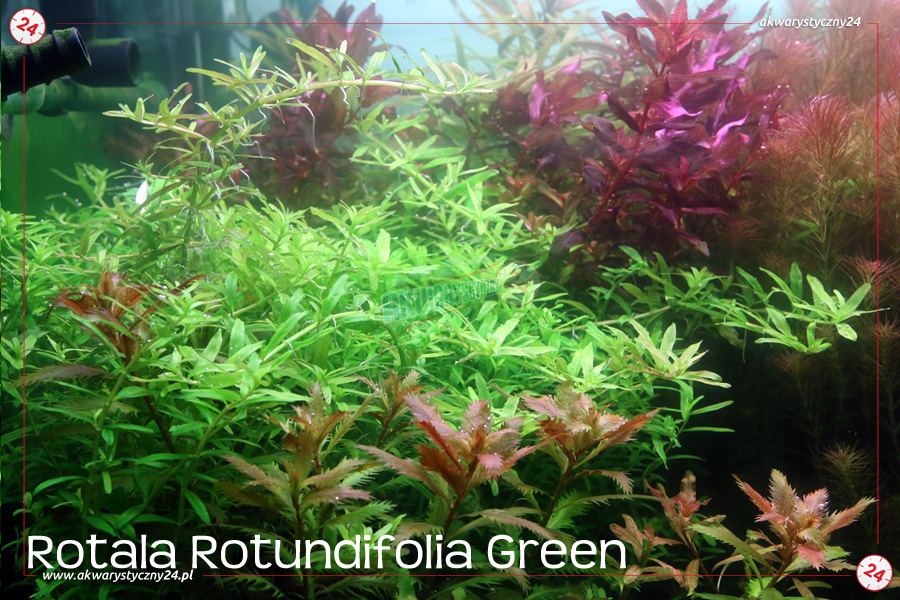 ROŚLINY AKWARIOWE ROTALA ROTUNDIFOLIA GREEN