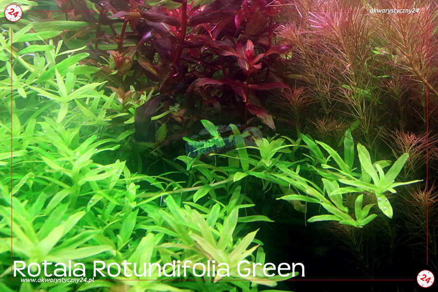 ROŚLINY AKWARIOWE ROTALA ROTUNDIFOLIA GREEN