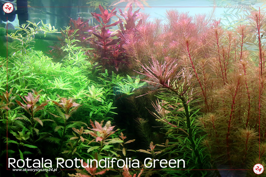 ROŚLINY AKWARIOWE ROTALA ROTUNDIFOLIA GREEN