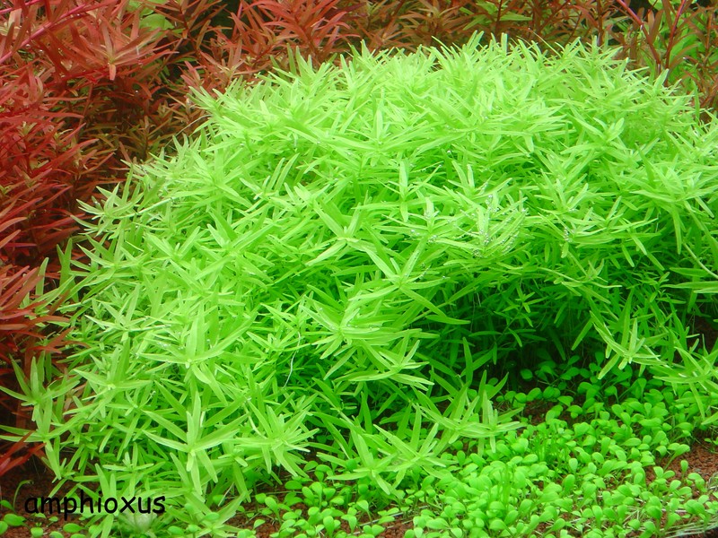 ROŚLINY AKWARIOWE ROTALA ROTUNDIFOLIA GREEN