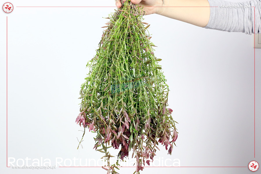 ROŚLINY AKWARIOWE ROTALA ROTUNDIFOLIA INDICA 10 sztuk