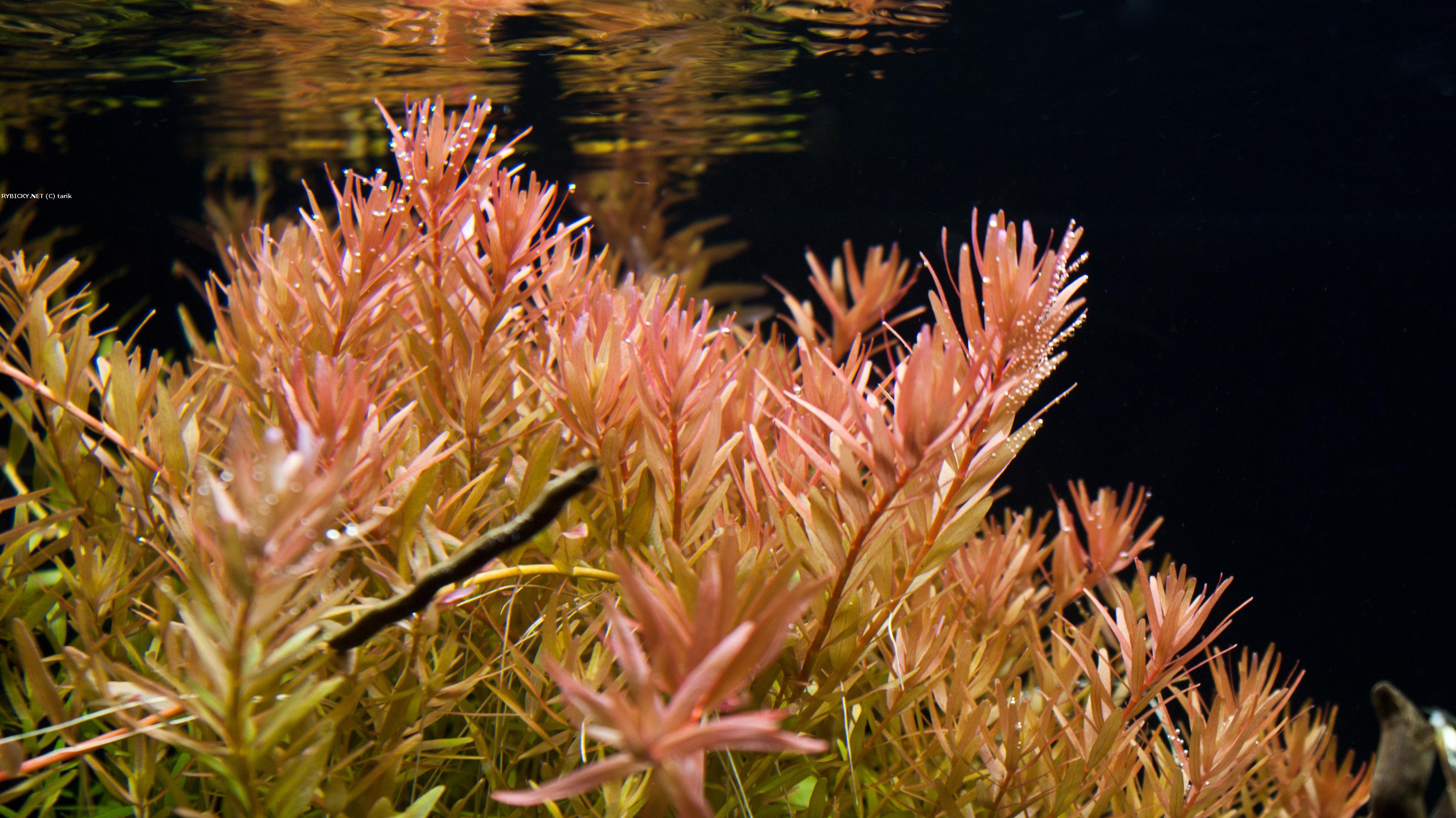 Растение ротала. Ротала Индика. Ротала круглолистная. Ротала Индика (Rotala Indica). Ротала круглолистная аквариумное.