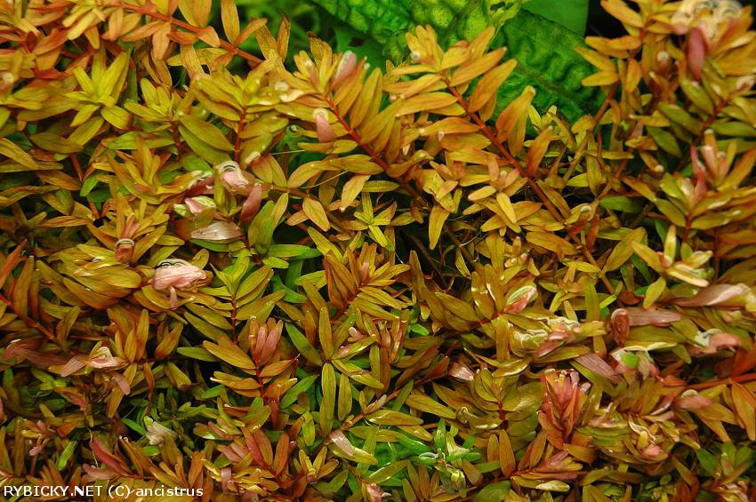 ROŚLINY AKWARIOWE ROTALA ROTUNDIFOLIA INDICA 10 sztuk