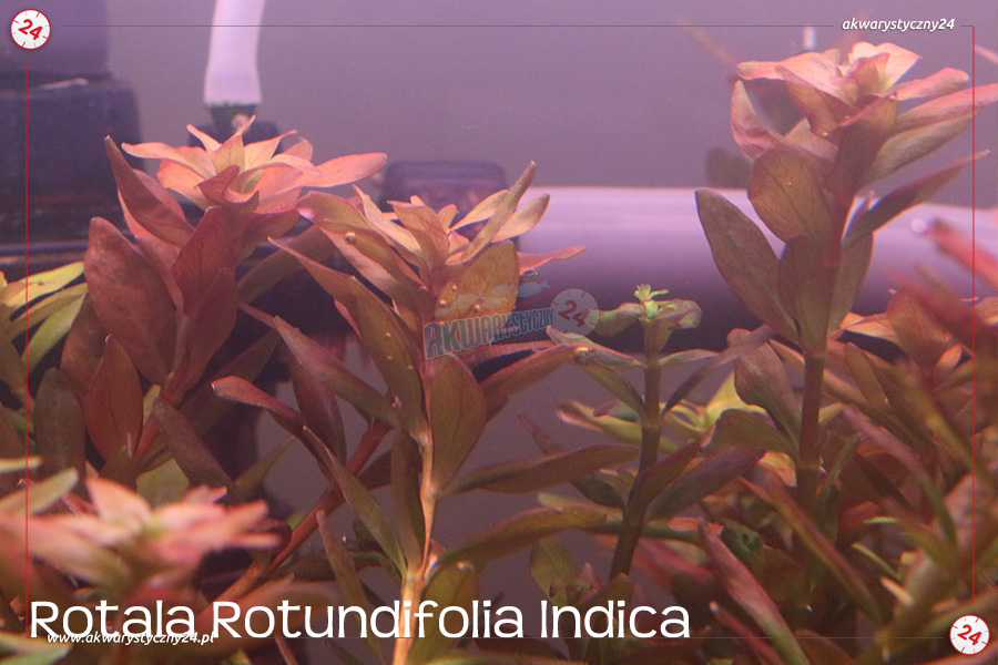 ROŚLINY AKWARIOWE ROTALA ROTUNDIFOLIA INDICA 10 sztuk