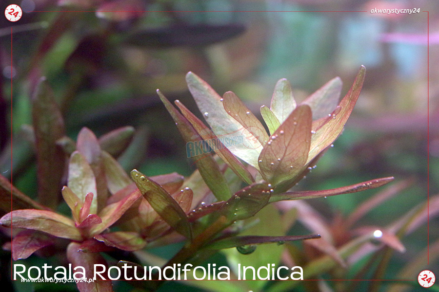 ROŚLINY AKWARIOWE ROTALA ROTUNDIFOLIA INDICA 10 sztuk