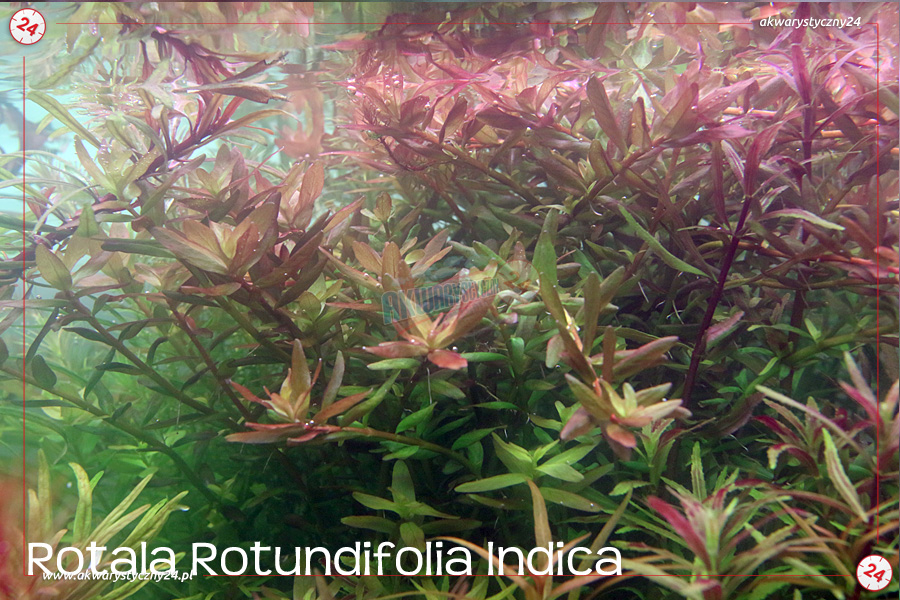 ROŚLINY AKWARIOWE ROTALA ROTUNDIFOLIA INDICA 10 sztuk