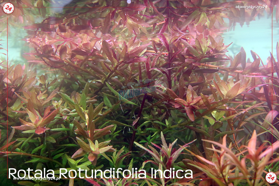 ROŚLINY AKWARIOWE ROTALA ROTUNDIFOLIA INDICA 10 sztuk