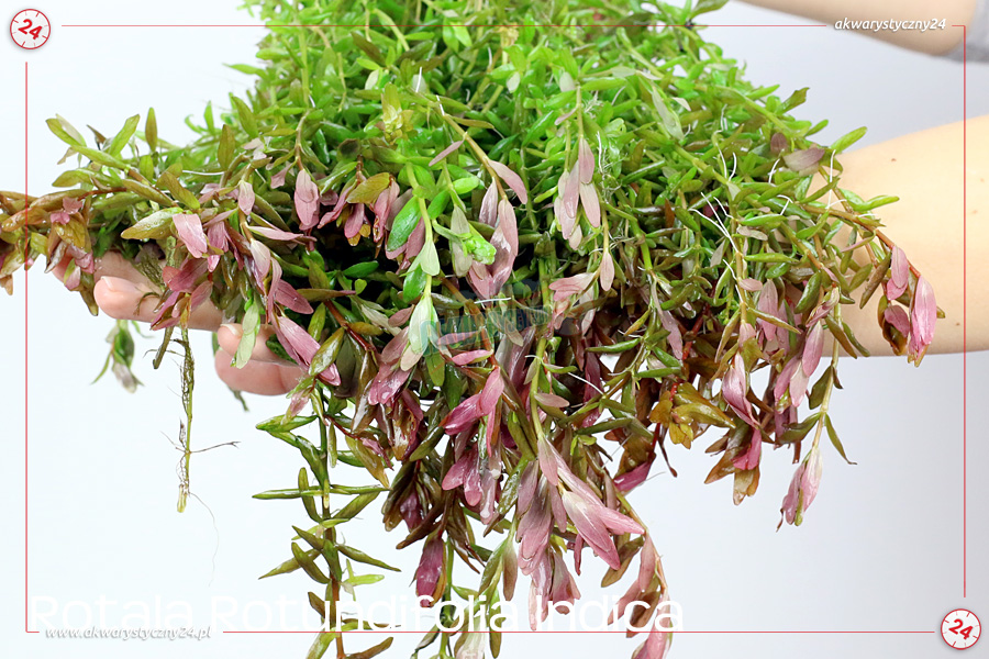 ROŚLINY AKWARIOWE ROTALA ROTUNDIFOLIA INDICA 10 sztuk