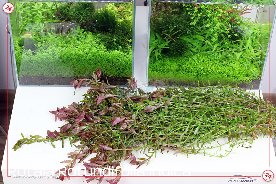 ROŚLINY AKWARIOWE ROTALA ROTUNDIFOLIA INDICA 10 sztuk