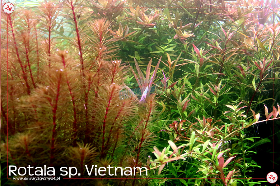 ROŚLINY AKWARIOWE ROTALA VIETNAM