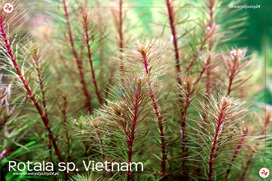 ROŚLINY AKWARIOWE ROTALA VIETNAM