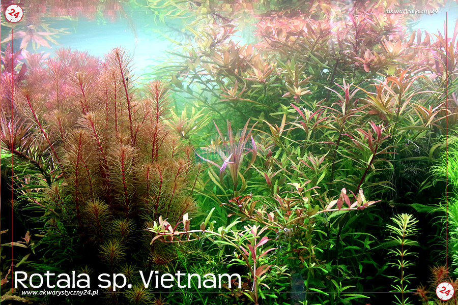 ROŚLINY AKWARIOWE ROTALA VIETNAM
