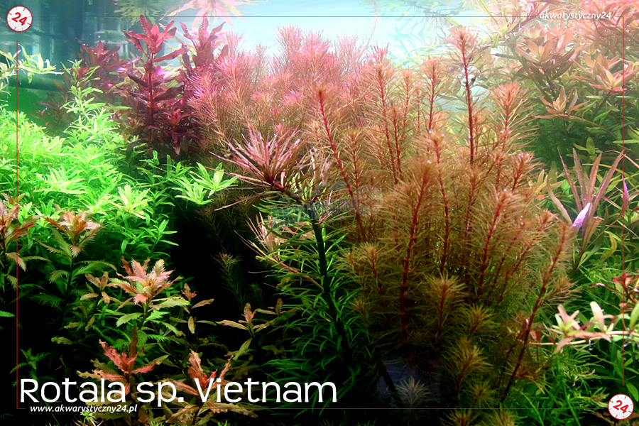 ROŚLINY AKWARIOWE ROTALA VIETNAM
