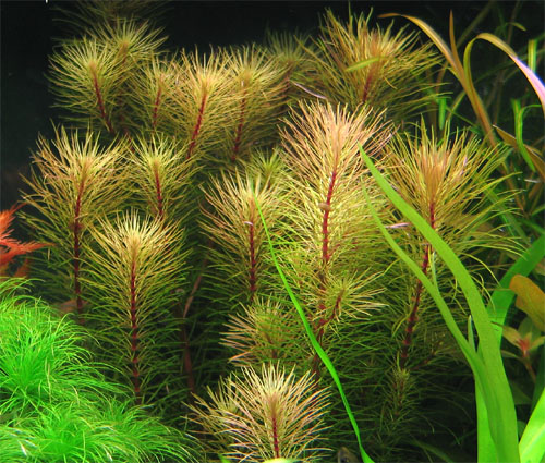 ROŚLINY AKWARIOWE ROTALA VIETNAM