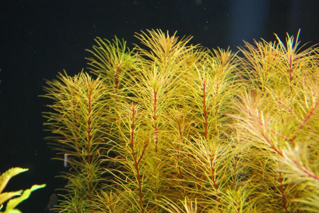 ROŚLINY AKWARIOWE ROTALA VIETNAM