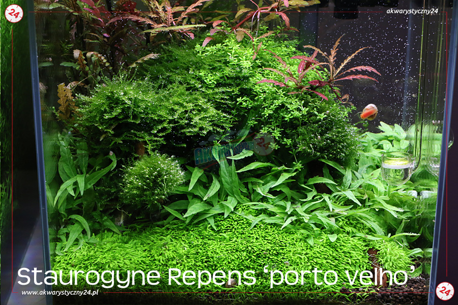 ROŚLINY AKWARIOWE STAUROGYNE REPENS 