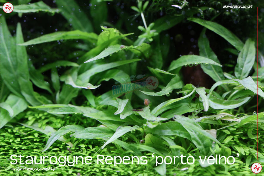 ROŚLINY AKWARIOWE STAUROGYNE REPENS 