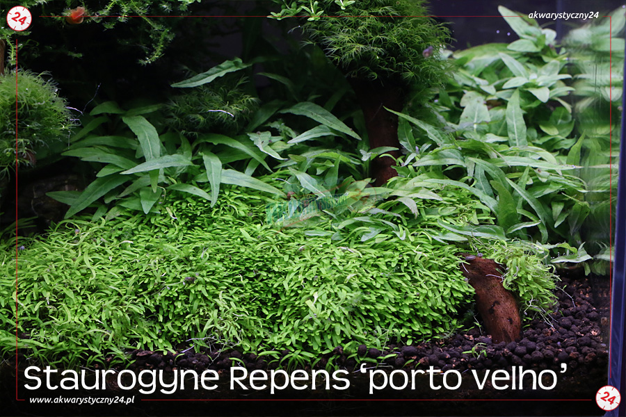 ROŚLINY AKWARIOWE STAUROGYNE REPENS 