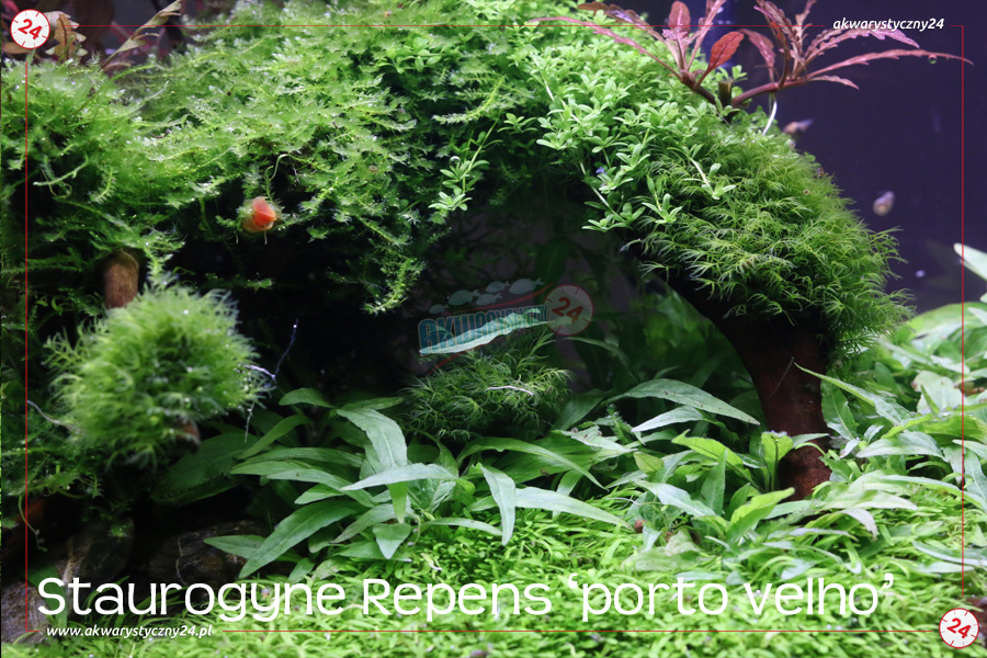 ROŚLINY AKWARIOWE STAUROGYNE REPENS 