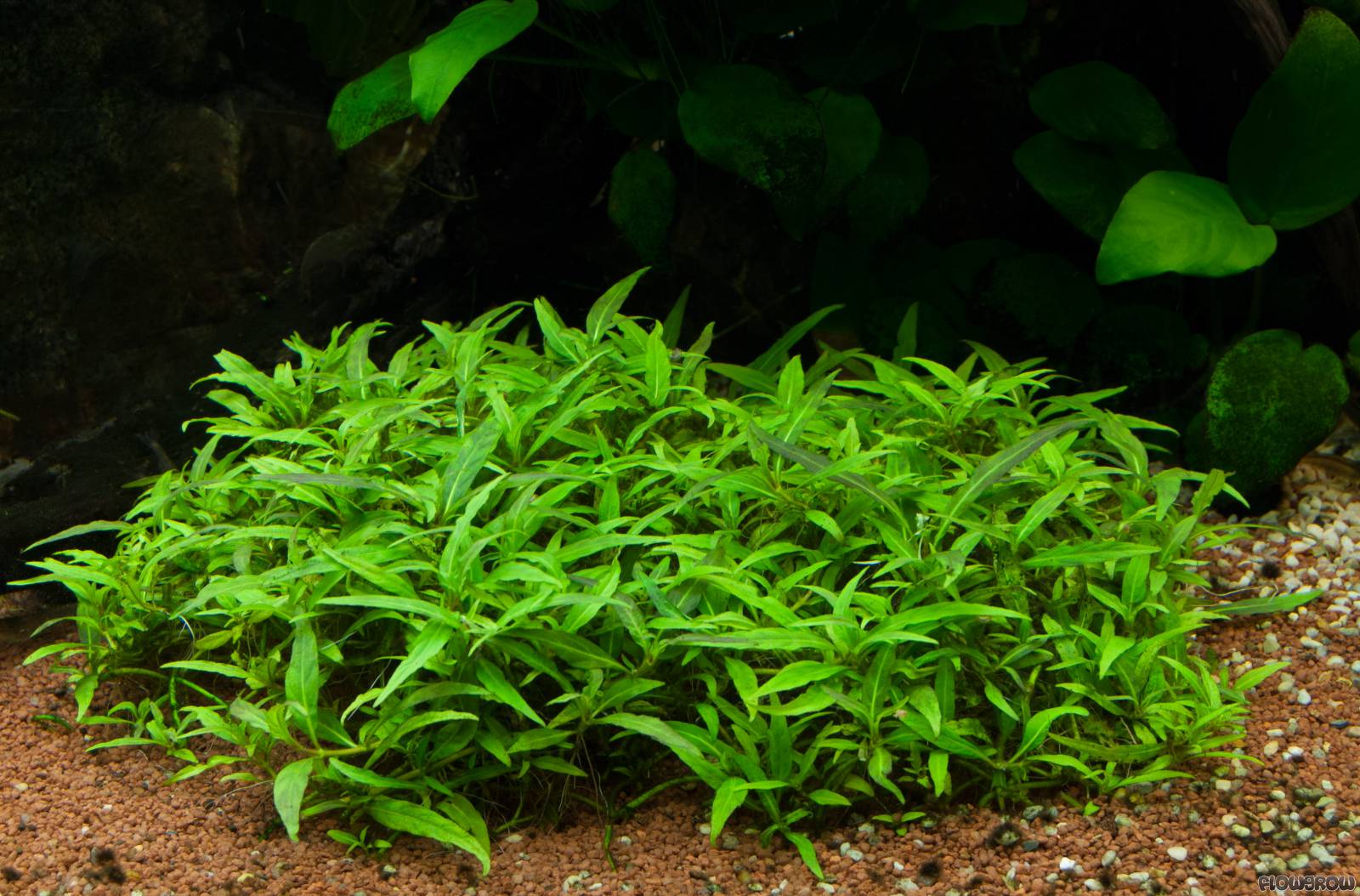 ROŚLINY AKWARIOWE STAUROGYNE REPENS 