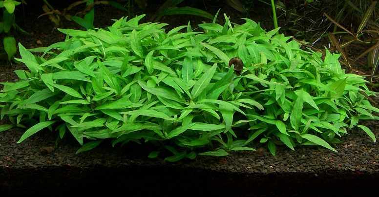 ROŚLINY AKWARIOWE STAUROGYNE REPENS 