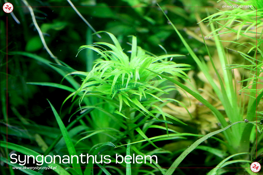 ROŚLINY AKWARIOWE SYNGONANTHUS BELEM 3 sztuki
