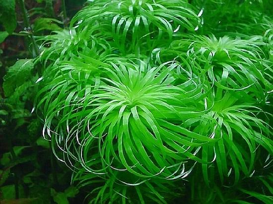 ROŚLINY AKWARIOWE SYNGONANTHUS BELEM 3 sztuki
