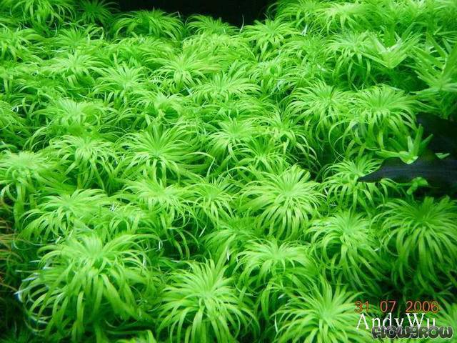 ROŚLINY AKWARIOWE SYNGONANTHUS BELEM 3 sztuki