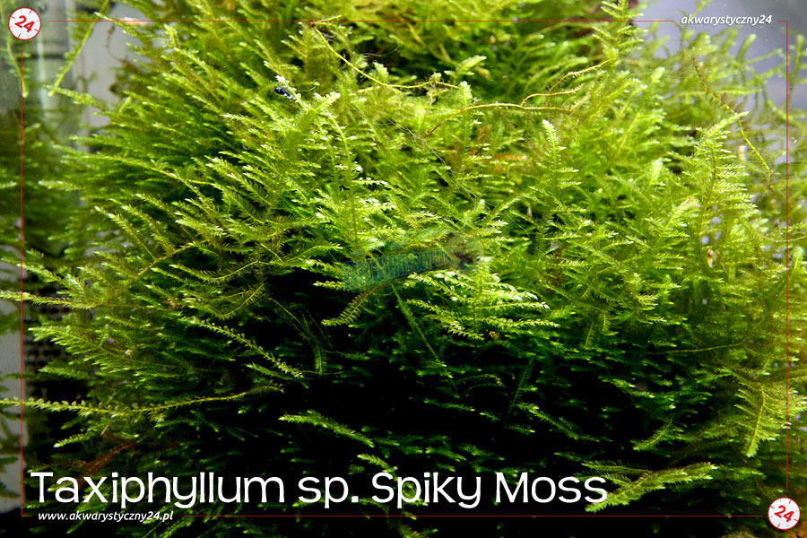 ROŚLINY AKWARIOWE MECH SPIKY MOSS (Taxiphyllum sp.)