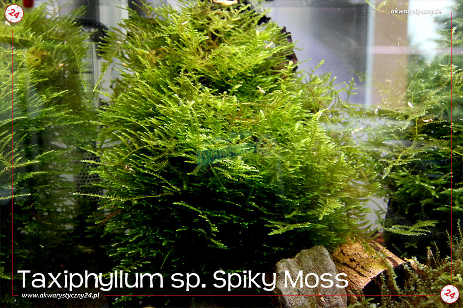 ROŚLINY AKWARIOWE MECH SPIKY MOSS (Taxiphyllum sp.)