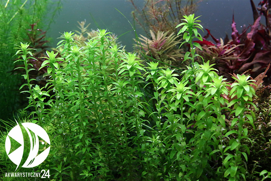 ROŚLINY AKWARIOWE Tonina Fluviatilis spp 1 Roślina akwariowa z uprawy podwodnej 3 sztuki