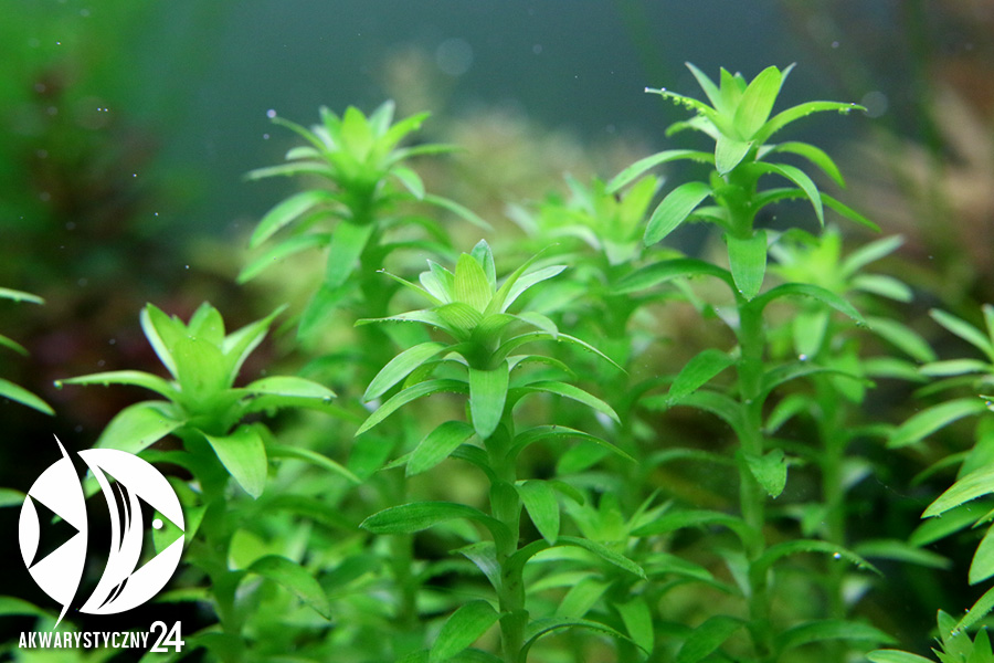 ROŚLINY AKWARIOWE Tonina Fluviatilis spp 1 Roślina akwariowa z uprawy podwodnej 3 sztuki