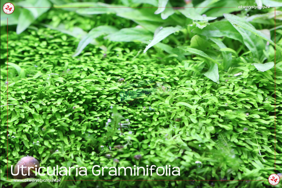 ROŚLINY AKWARIOWE UTRICULARIA GRAMINIFOLIA