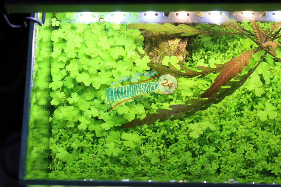 AQUALIGHTER 2 Srebrny 90cm (Freshwater) (82372) - Oświetlenie Led do akwarium słodkowodnego na diodach Cree