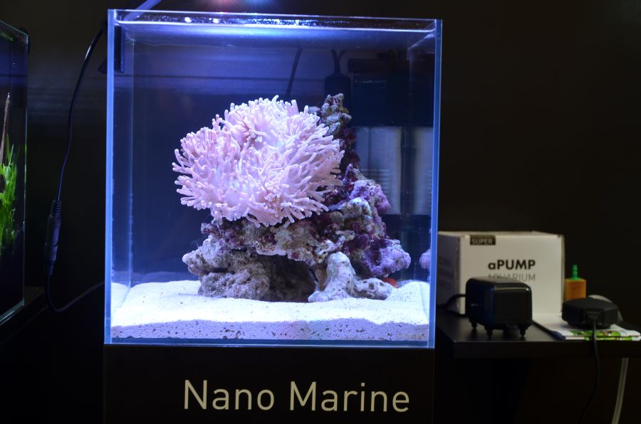 AQUALIGHTER Nano Marine (8228) - Lampka do nano akwarium morskiego do 25L