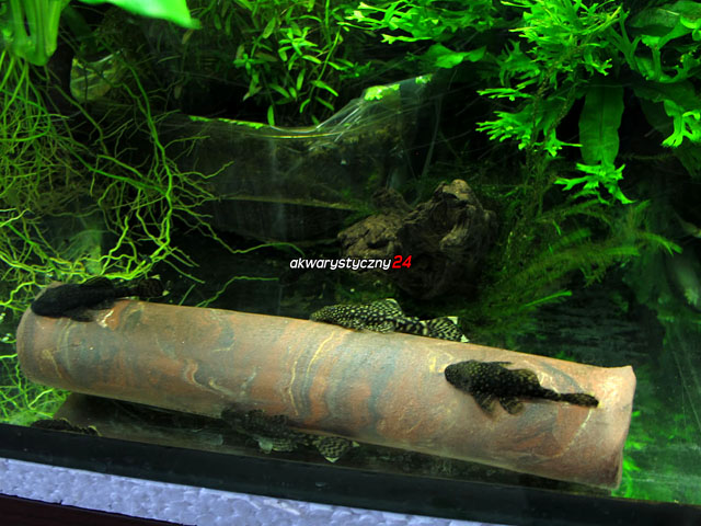 AQUAWILD PLECO CAVE (Exotic) (CRE009) - Przelotowa rurka ceramiczna dla zbrojników i sumów