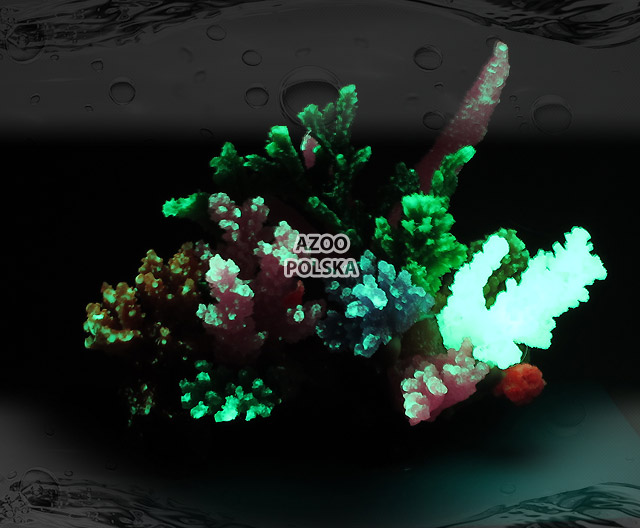 AZOO Glowlight Coral (L) Pink (AZ27103)