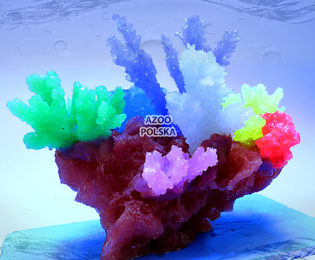 AZOO Glowlight Coral (M) Purple (AZ27105)